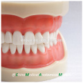 Modelo dental 13012 de la mandíbula dental modelo anatómico médico grueso de los dientes 32 de China